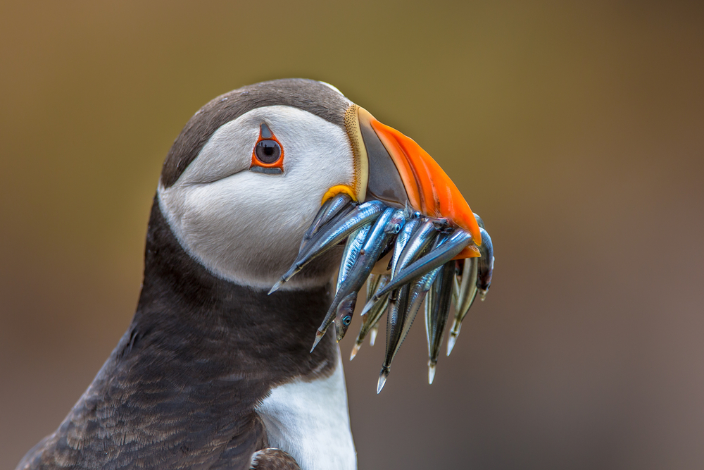 Close-up of a puffin with its beak full of fish.
