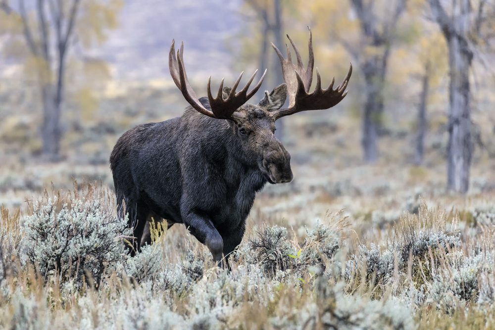 Close-up of a bull moose walking through a frost-covered field.