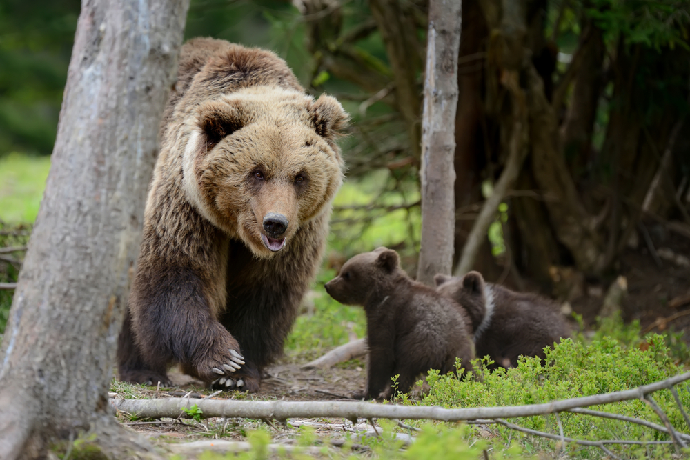 Adult grizzly bear with two cubs in a forest.