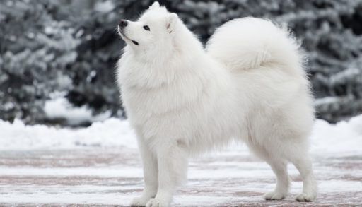 Samoyed