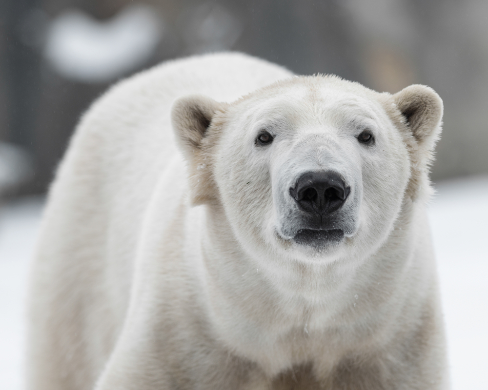 Close-up of a polar bear.