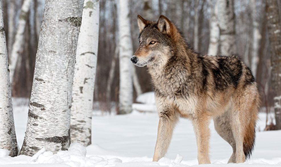 Wolf standing in snowy forest.