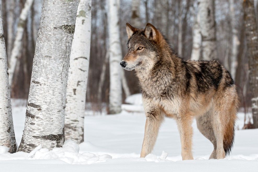 Wolf standing in snowy forest.