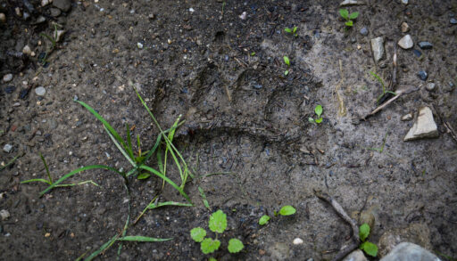 Close-up of a bear track in mud.