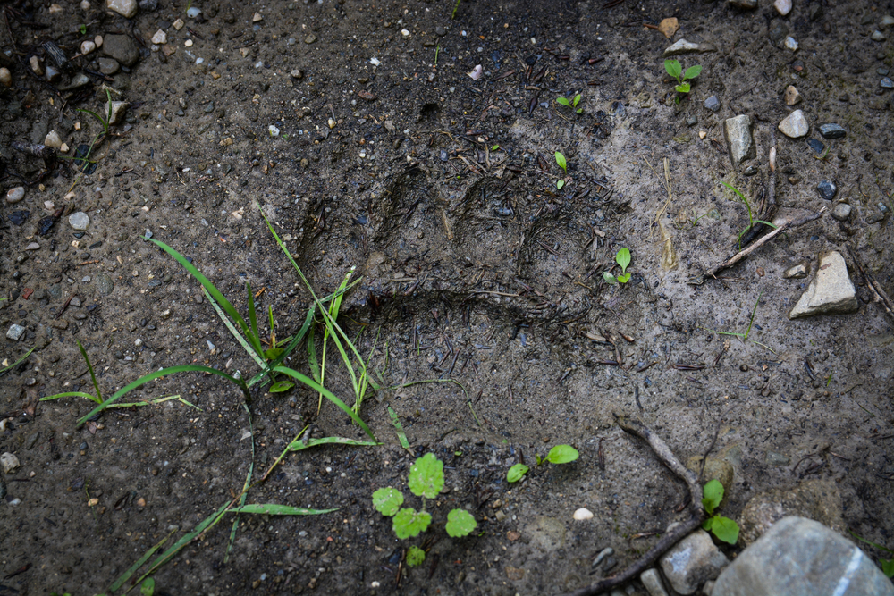 Close-up of a bear track in mud.