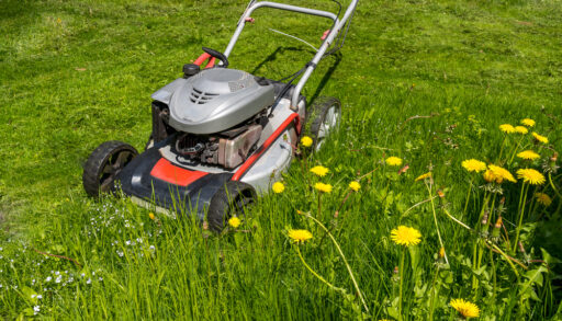 Hand lawnmower during the first mowing of a lawn with spring flowers