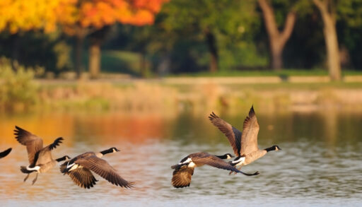 Canada geese flying over a lake in autumn.