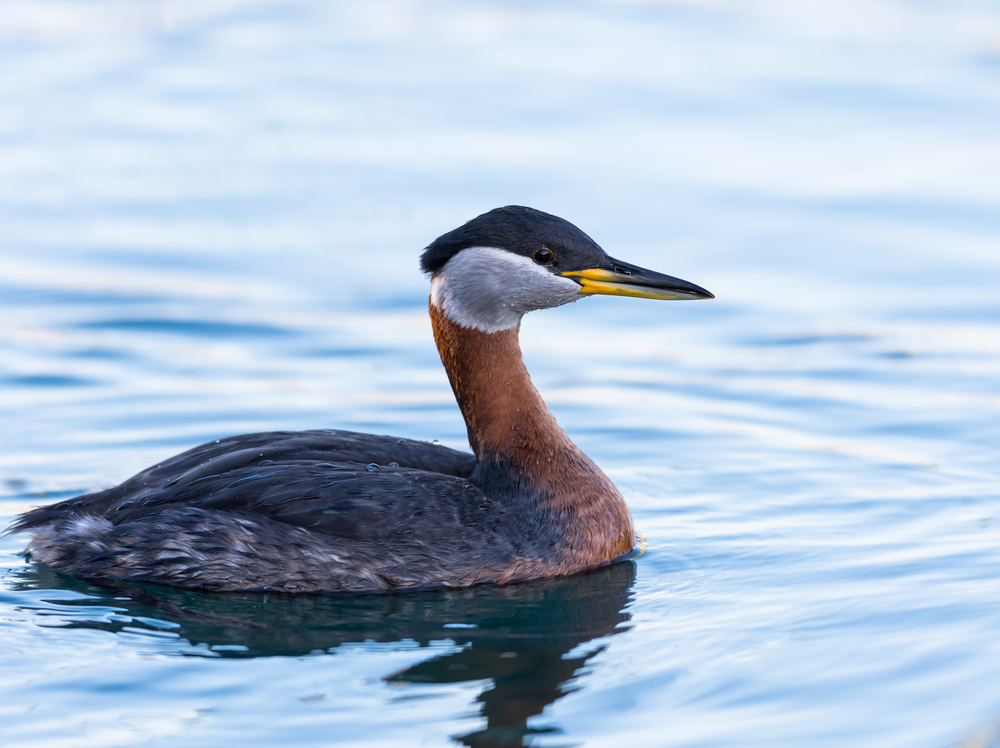 Close-up of a red-necked grebe swimming in water.