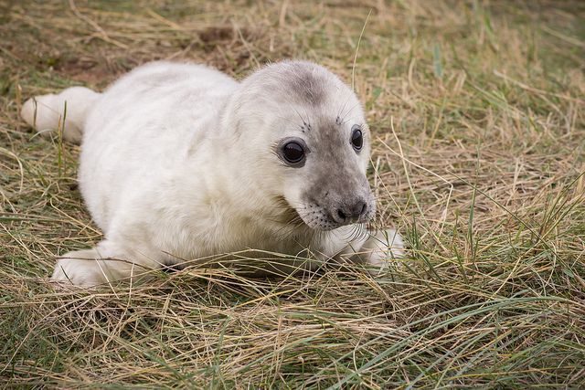 baby seal