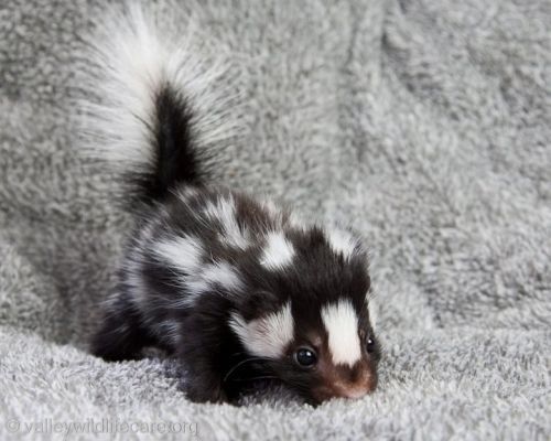 baby skunk