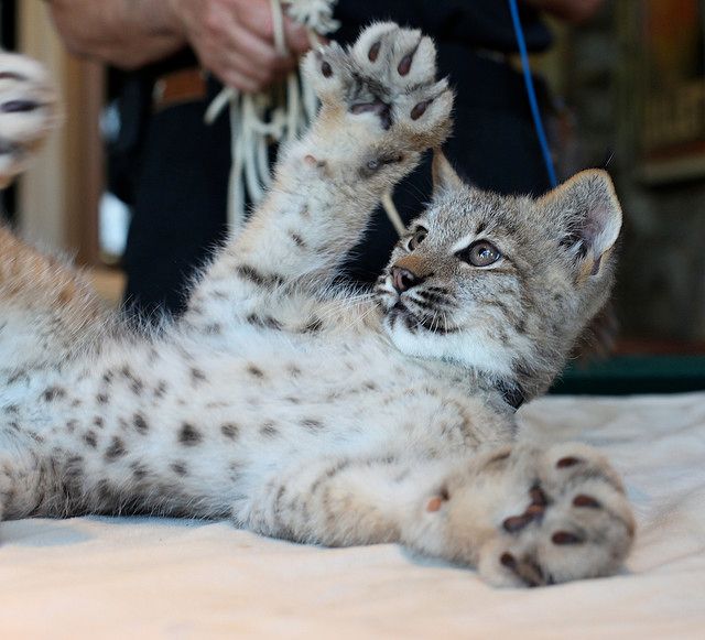 baby Canadian lynx