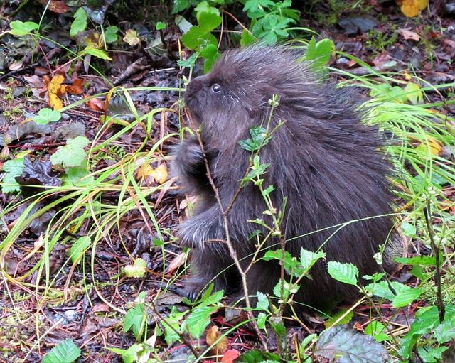 baby porcupine