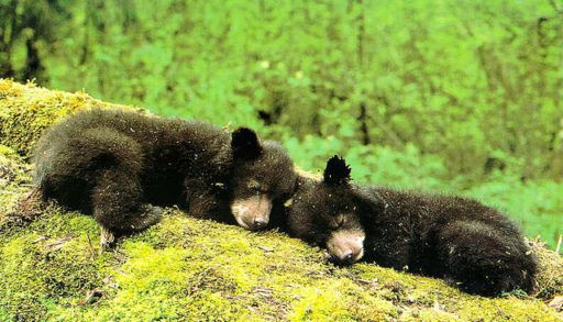 two baby black bears