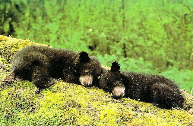 two baby black bears