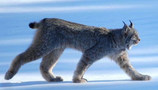 Canada lynx