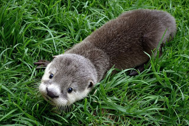baby otter