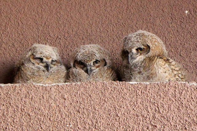 baby great horned owl