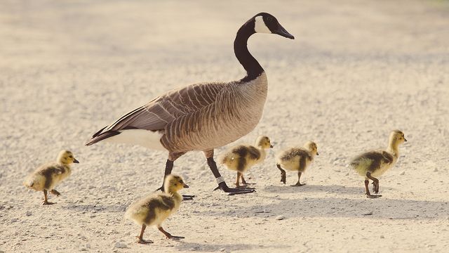 baby Canadian geese