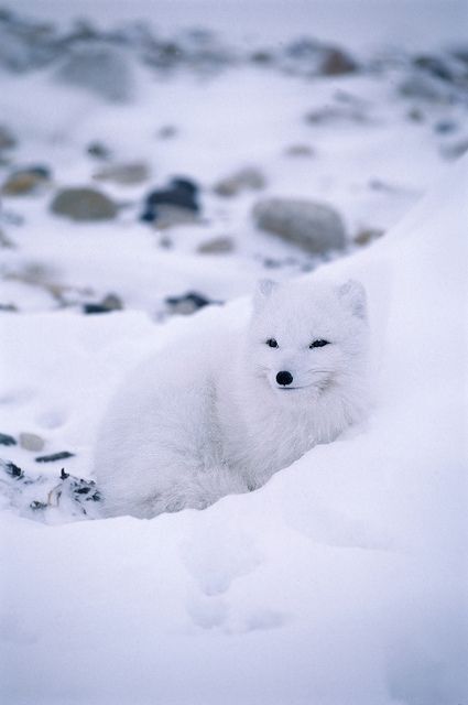 Arctic Fox