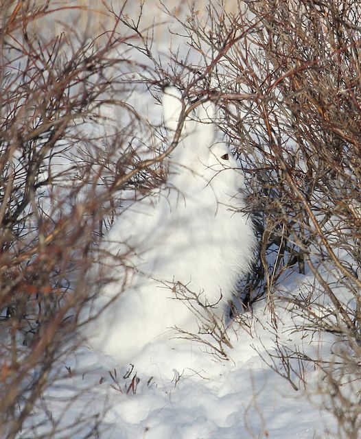 Arctic Hare