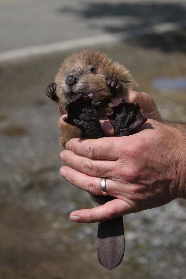 baby beaver