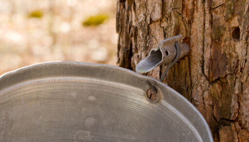 Metal tap and bucket in a maple tree trying to get maple syrup.