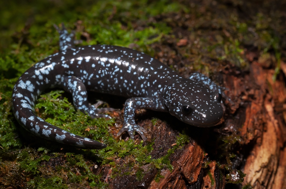 Close-up of a blue-spotted Jefferson salamander on a mossy log.