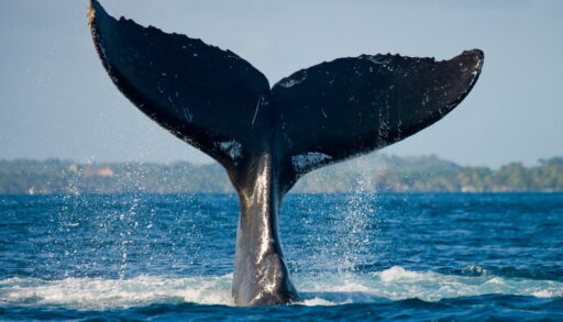 Humpback whale tale crashing into the ocean.