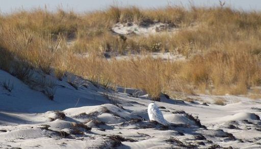Snowy Owl