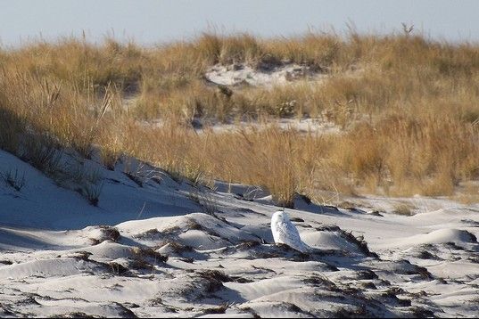 Snowy Owl