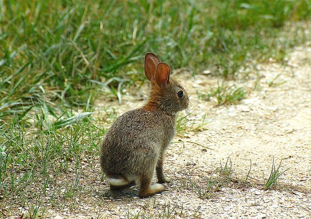 Eastern cottontail