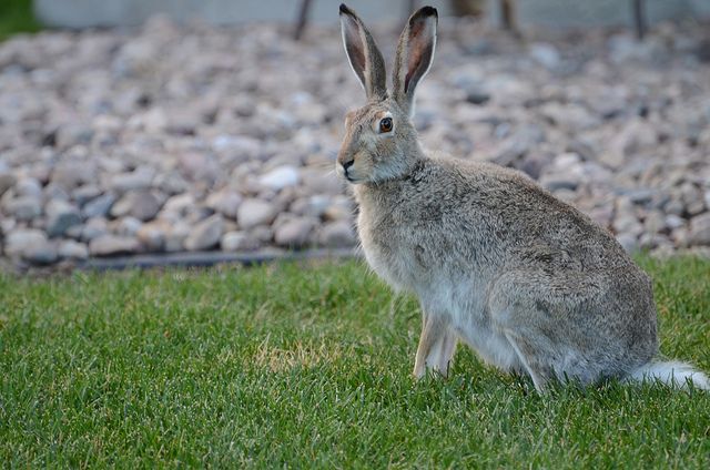 White-tailed jackrabbit