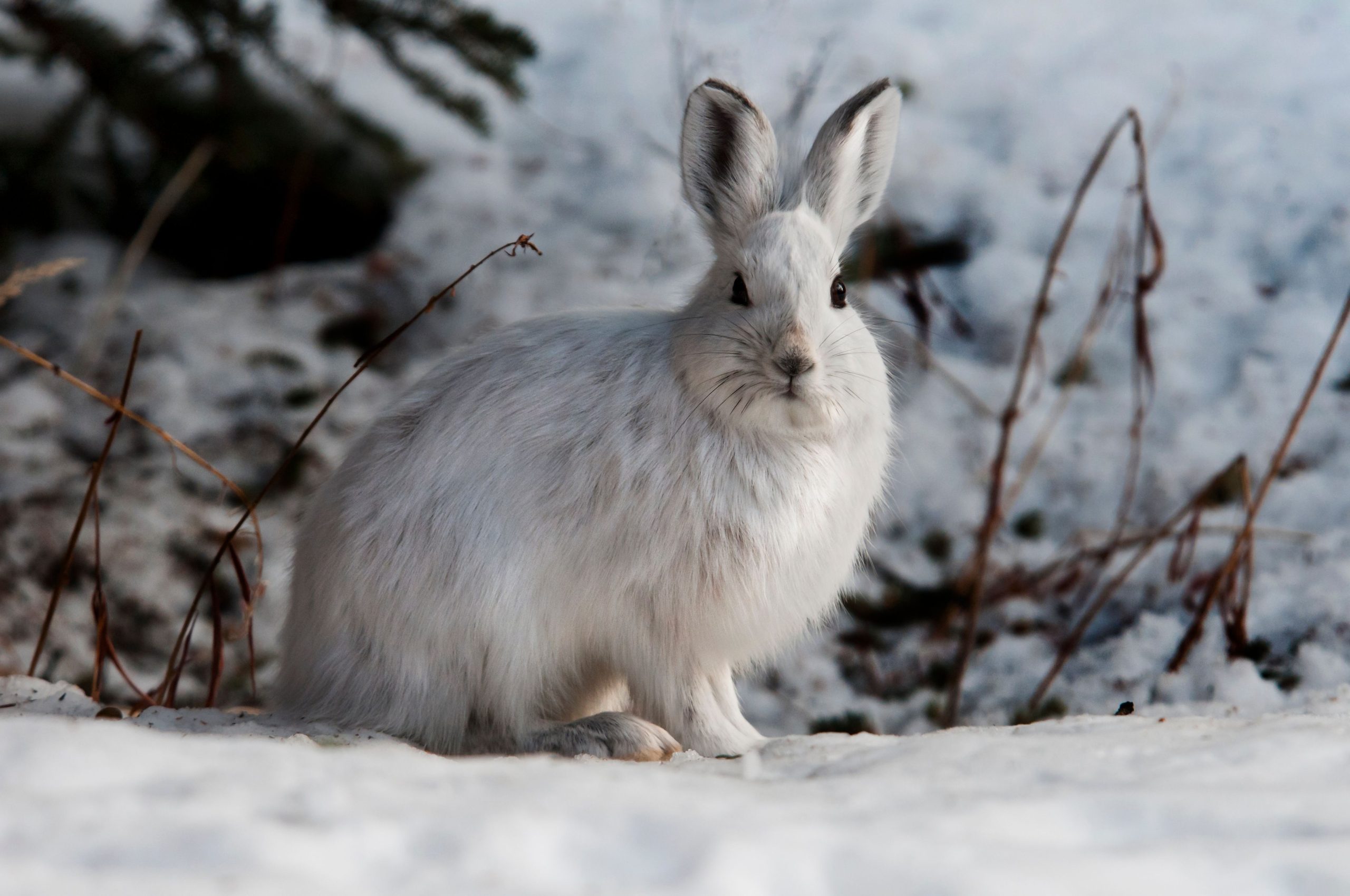 Snowshoe hare