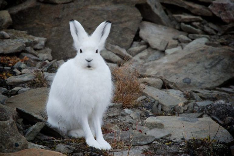 How to identify Canada's 5 rabbit and hare species - Cottage Life