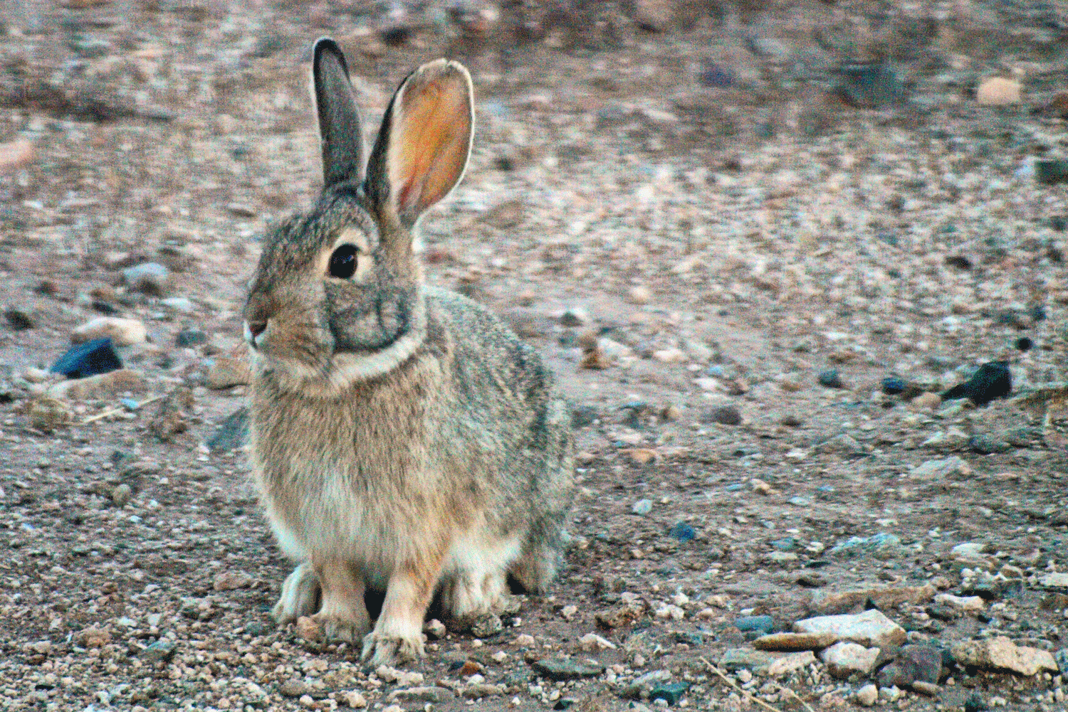 Mountain cottontail