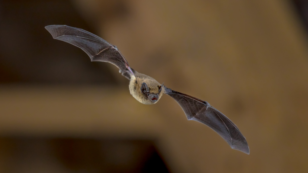 A brown bat flying in the air.