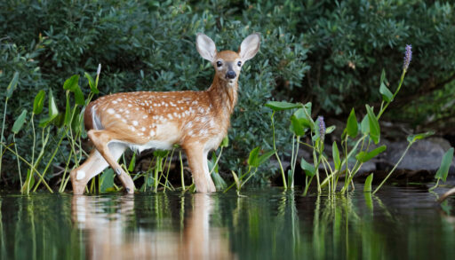 A white-tailed deer fawn standing in a marsh.