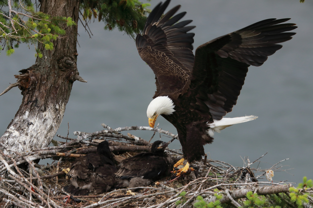 Close-up of a bald eagle landing on a nest to feed its chicks.