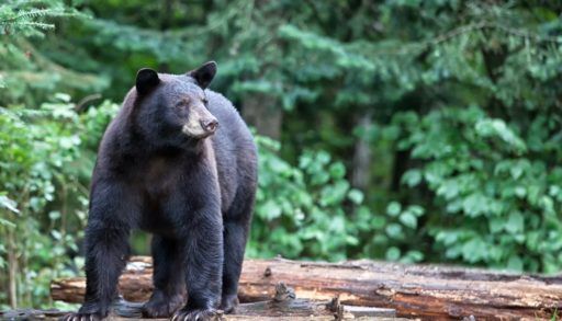 Black bear standing in a forest.