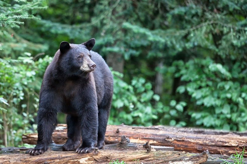 Black bear standing in a forest.