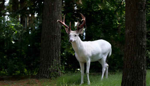Close-up of an albino white-tailed deer in a forest.