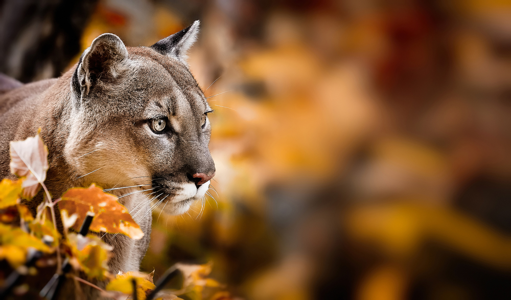 Close-up of a cougar standing in a forest in autumn.