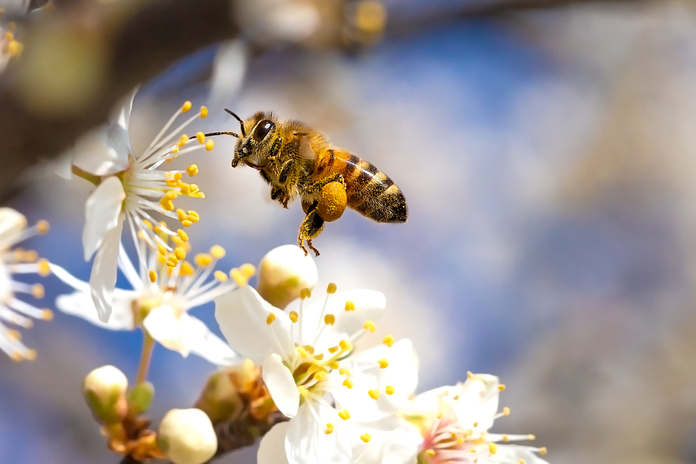 Close-up of a honeybee flying near white flowers.
