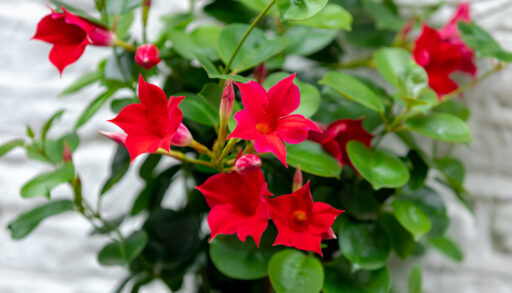 Close-up of red Rio Dipladenia flowers.
