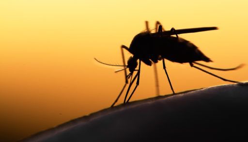 Close-up of a silhouette of a mosquito.