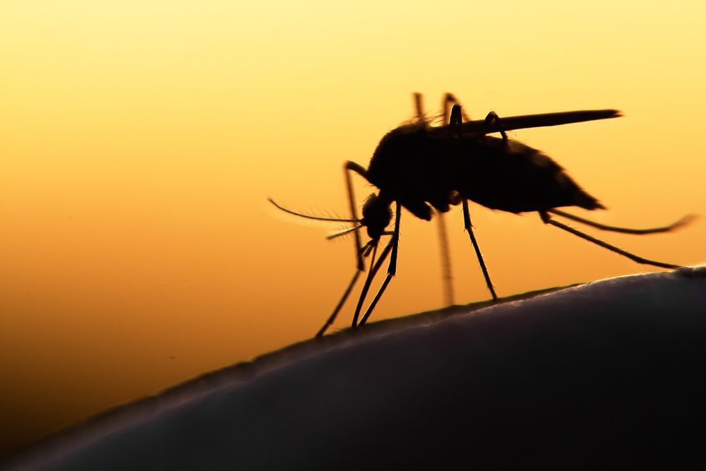 Close-up of a silhouette of a mosquito.