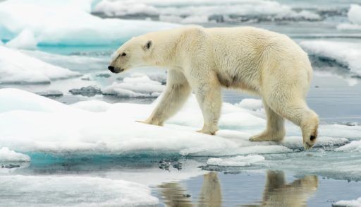Polar bear walking on ice.