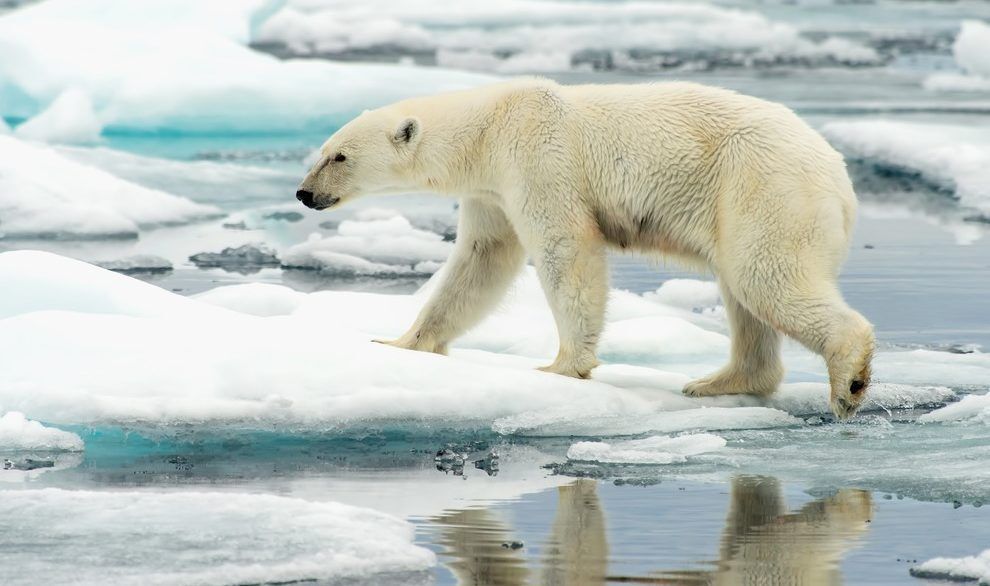 Polar bear walking on ice.