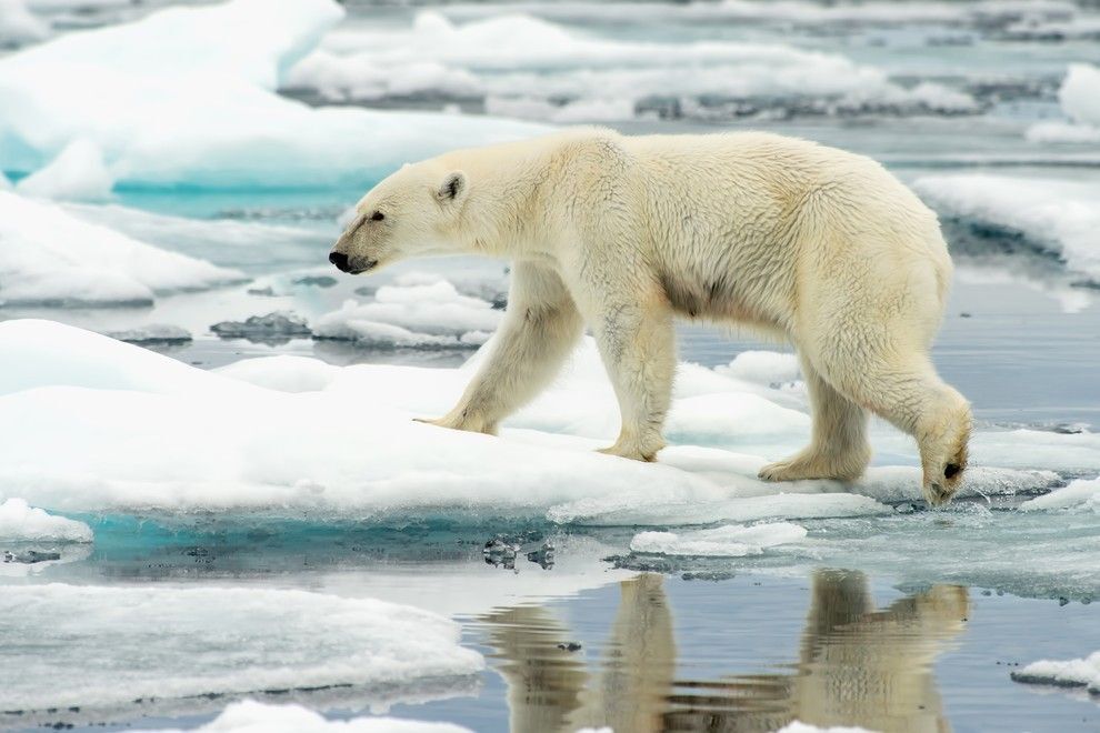 Polar bear walking on ice.