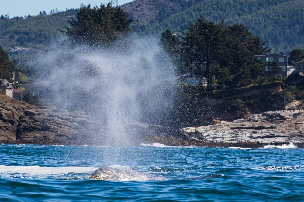 Grey whale spouting as it swims in the ocean.